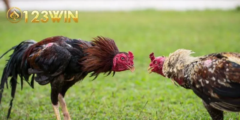 Khám phá các cửa cược có ở đá gà 123win